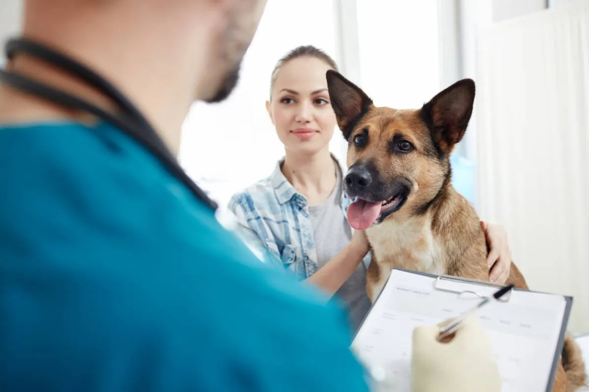 Assurance pour animaux : les 4 points à vérifier Image de l’article