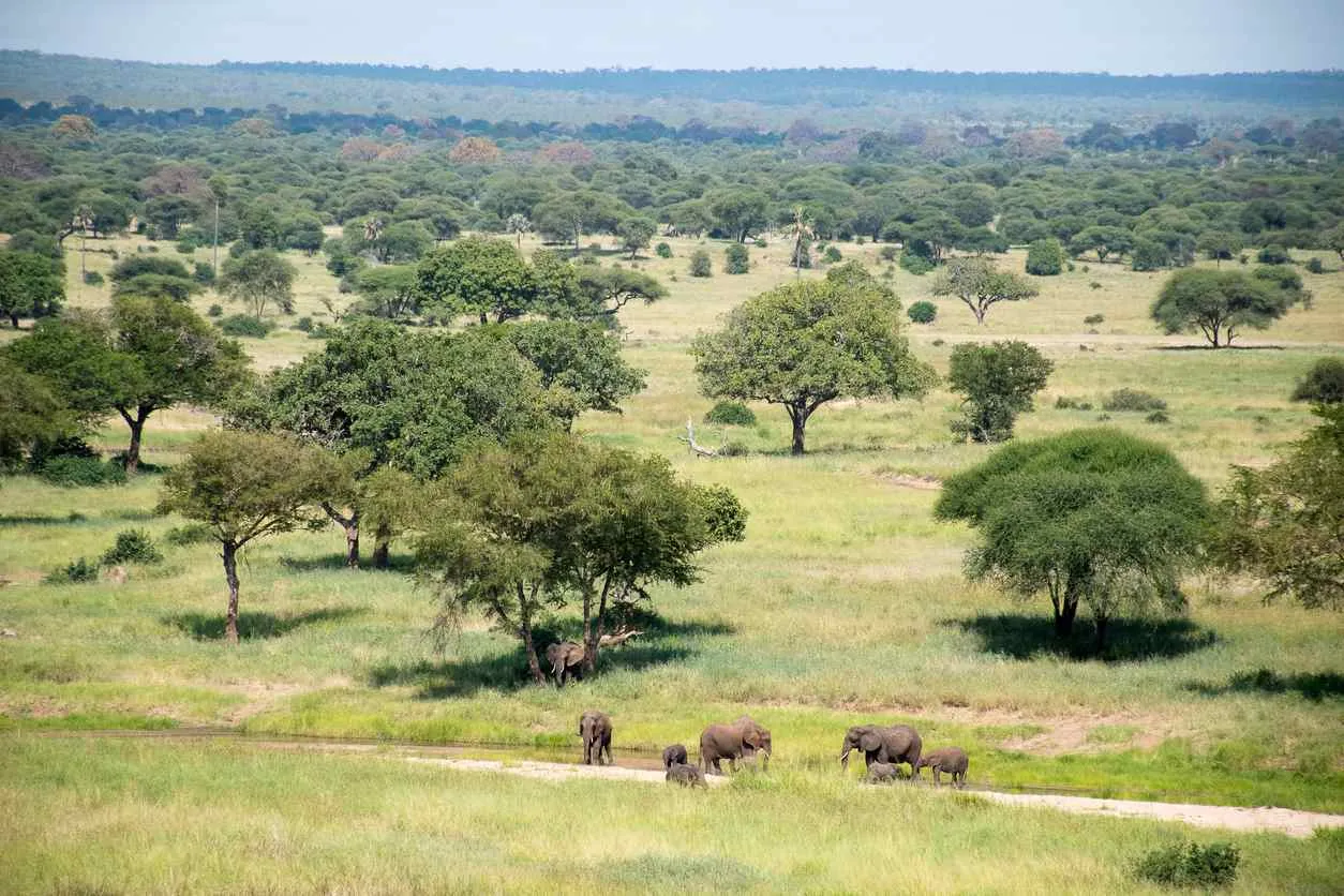 Safari à Zanzibar : le guide complet pour une expérience inoubliable Image de l’article