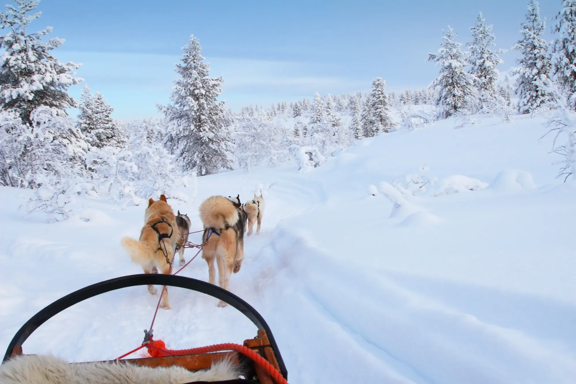 Quel est le prix d'un voyage en Laponie ? Image de l’article