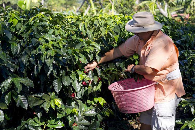 Coffee Tour