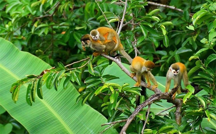 Parc National Manuel Antonio