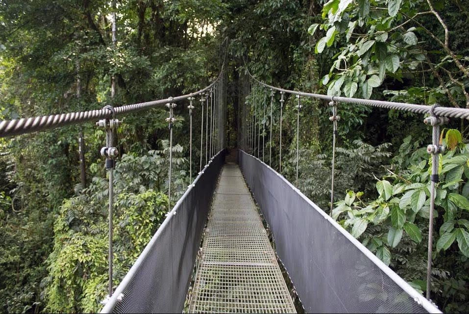 Randonnée Dans La Canopéé Au Costa Rica