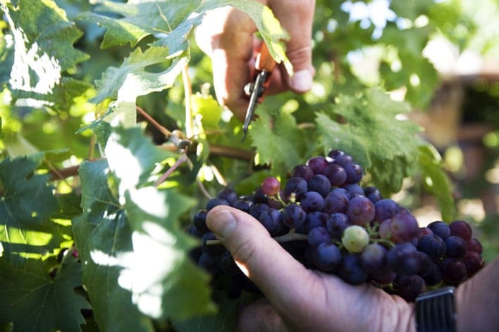 Route Des Vins