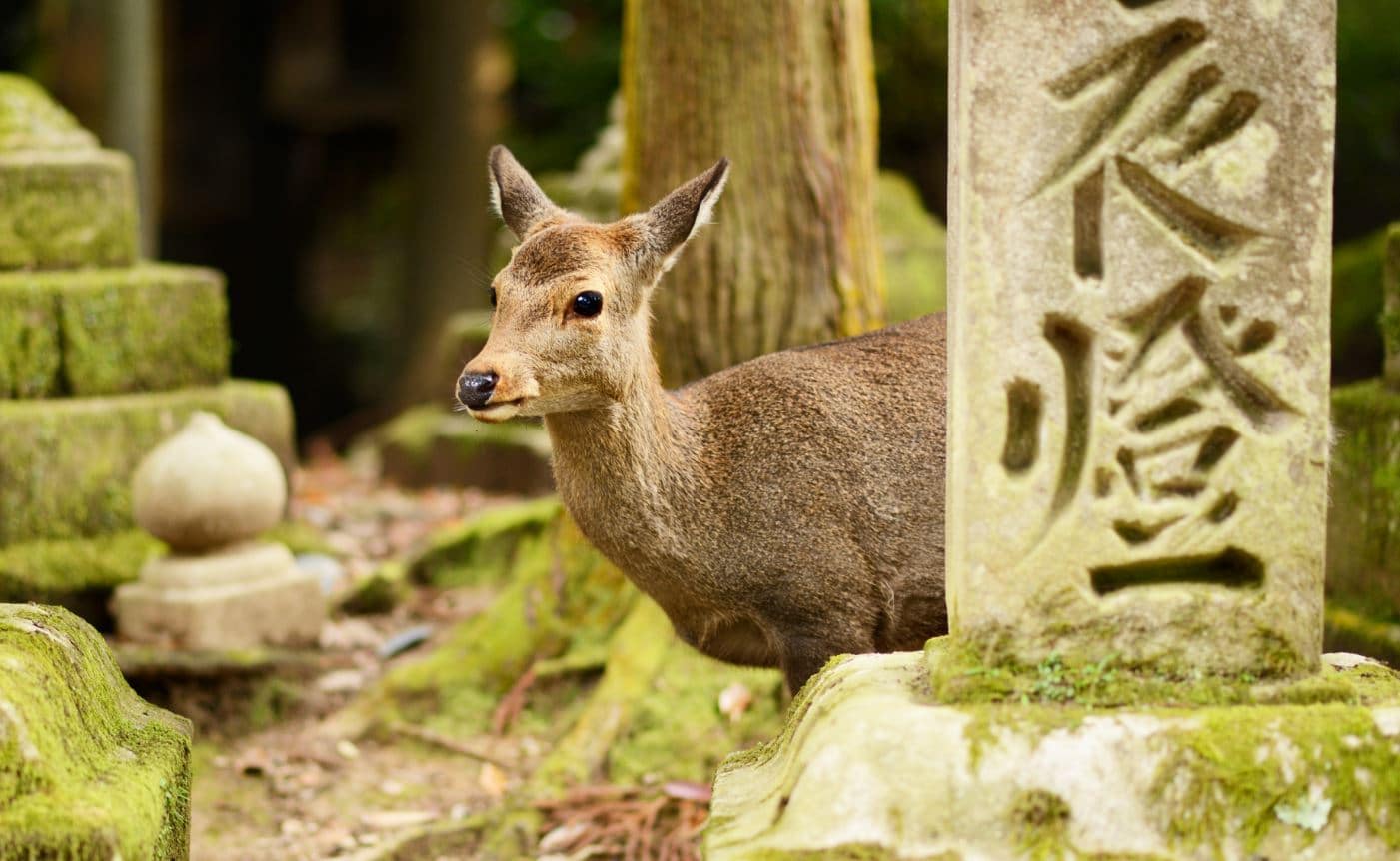 Nara 