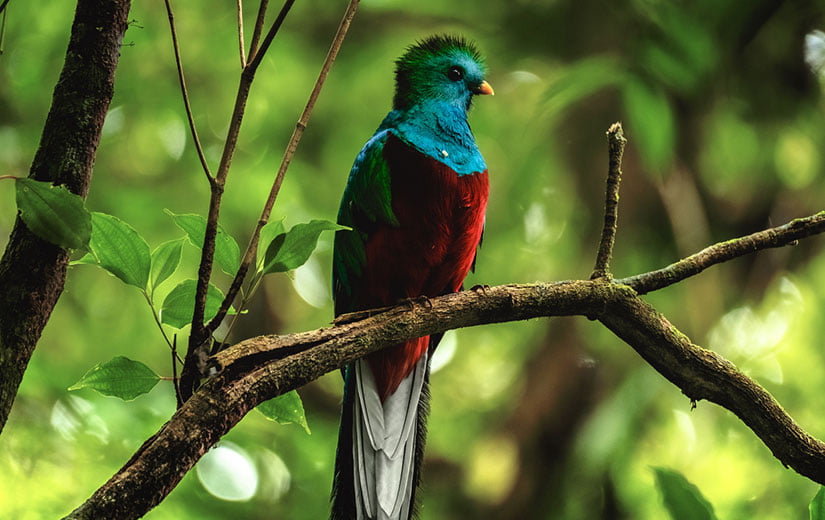 Quand Partir au Costa Rica