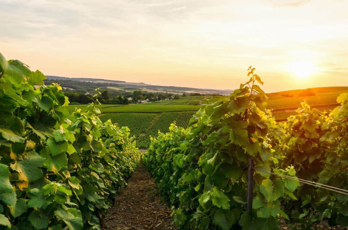 Vignes Champagne