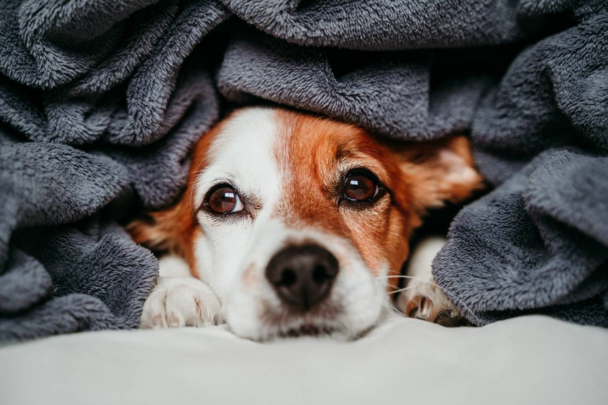 alt = assurance santé chien hiver