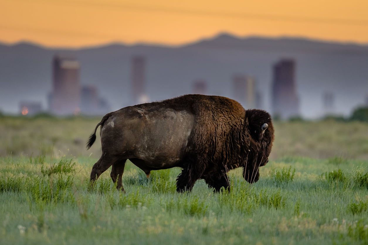 Rocky Mountain Arsenal National Wildlife Refuge
