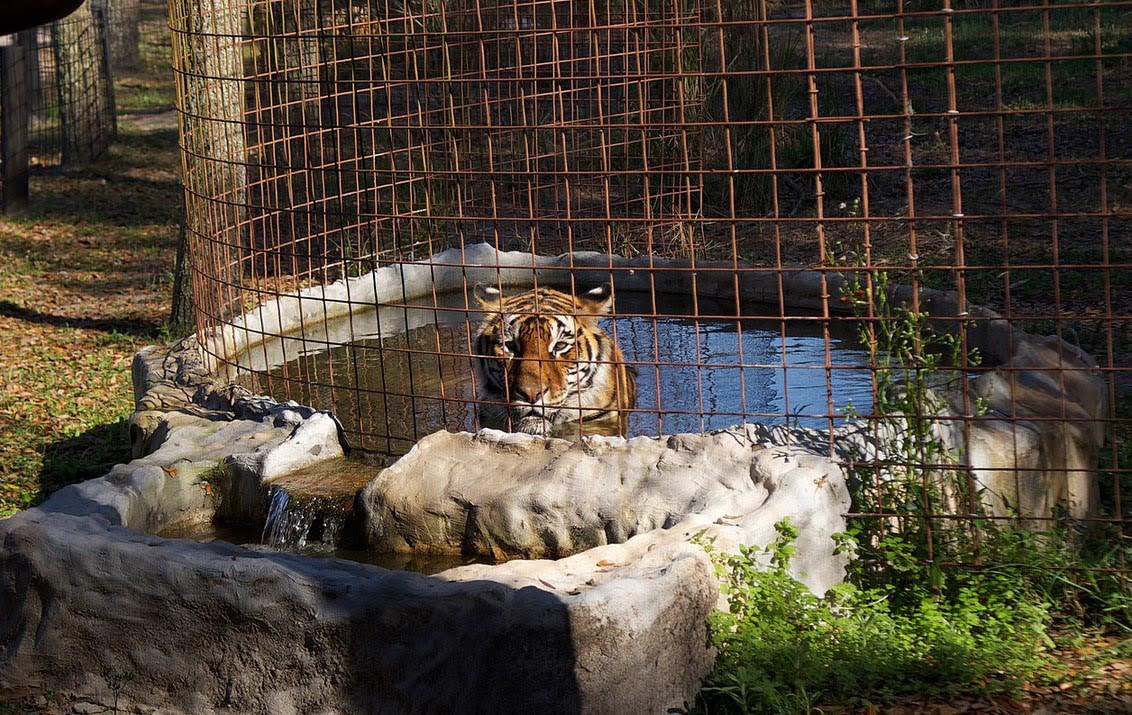 Big Cat Rescue Tigre