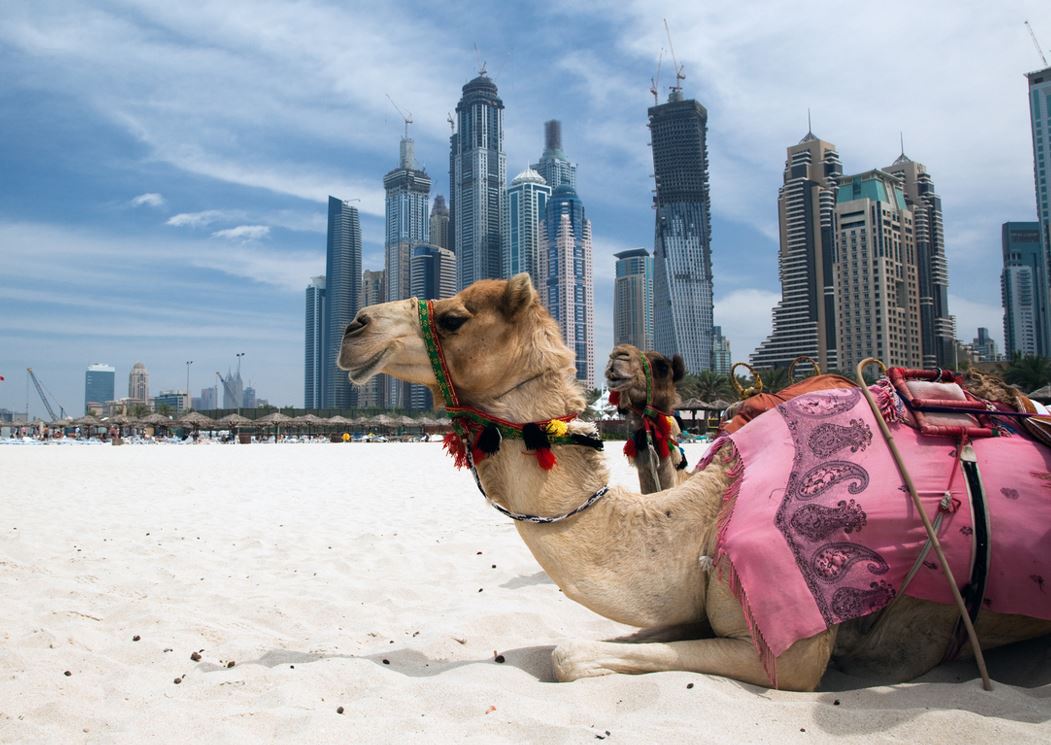 Balade Chameau Dubai