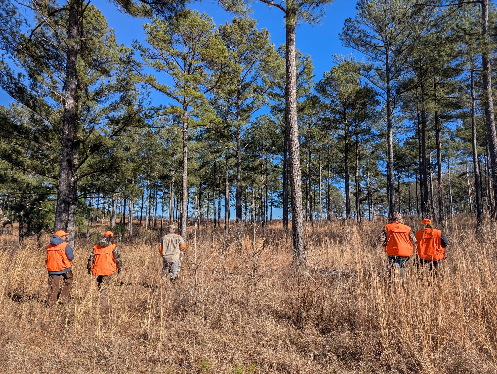 A group of hunters wearing orange vests walking through tall, dry grass