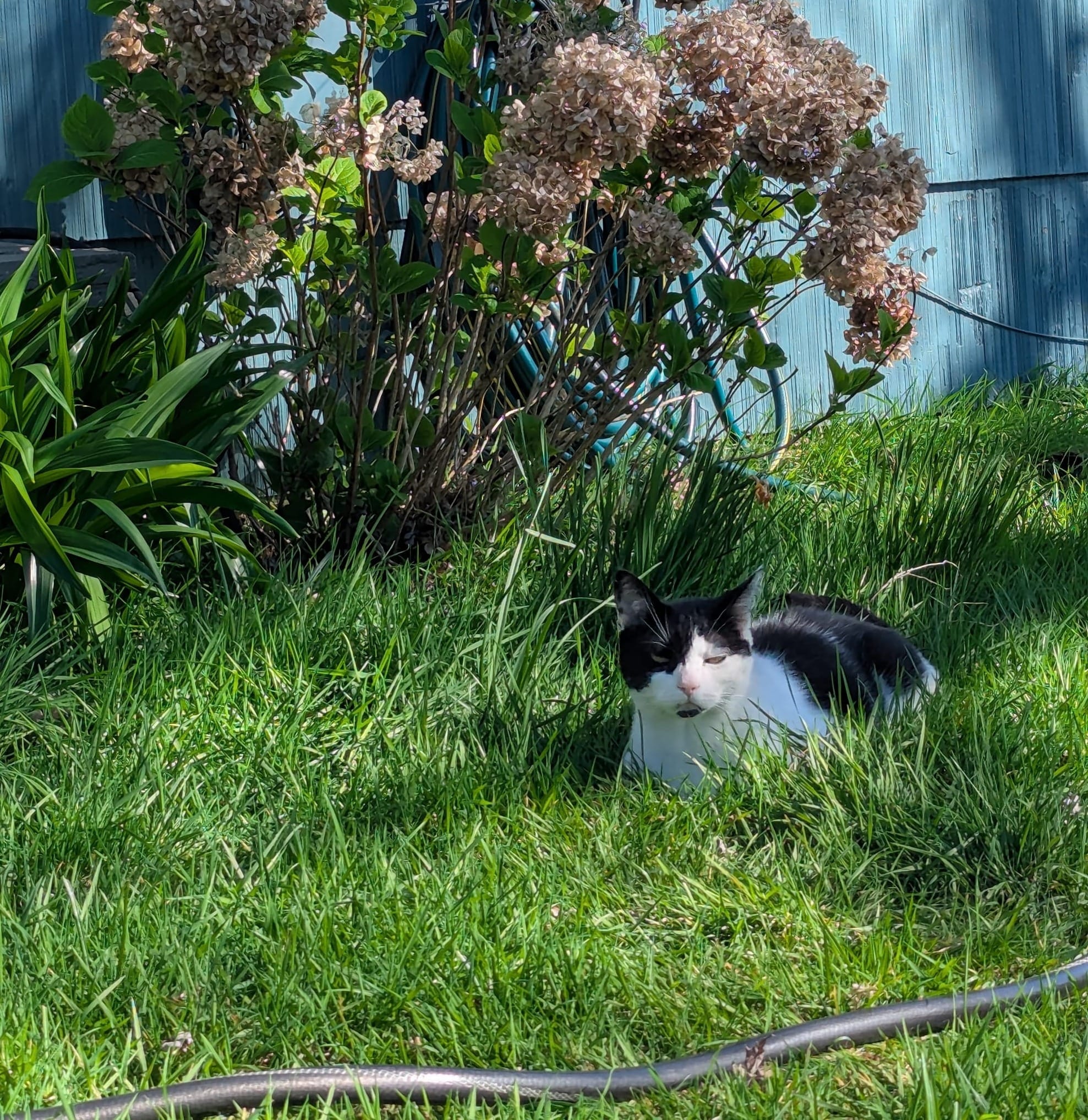 A black and white cat sits on a sun-dappled lawn, eyes half-closed