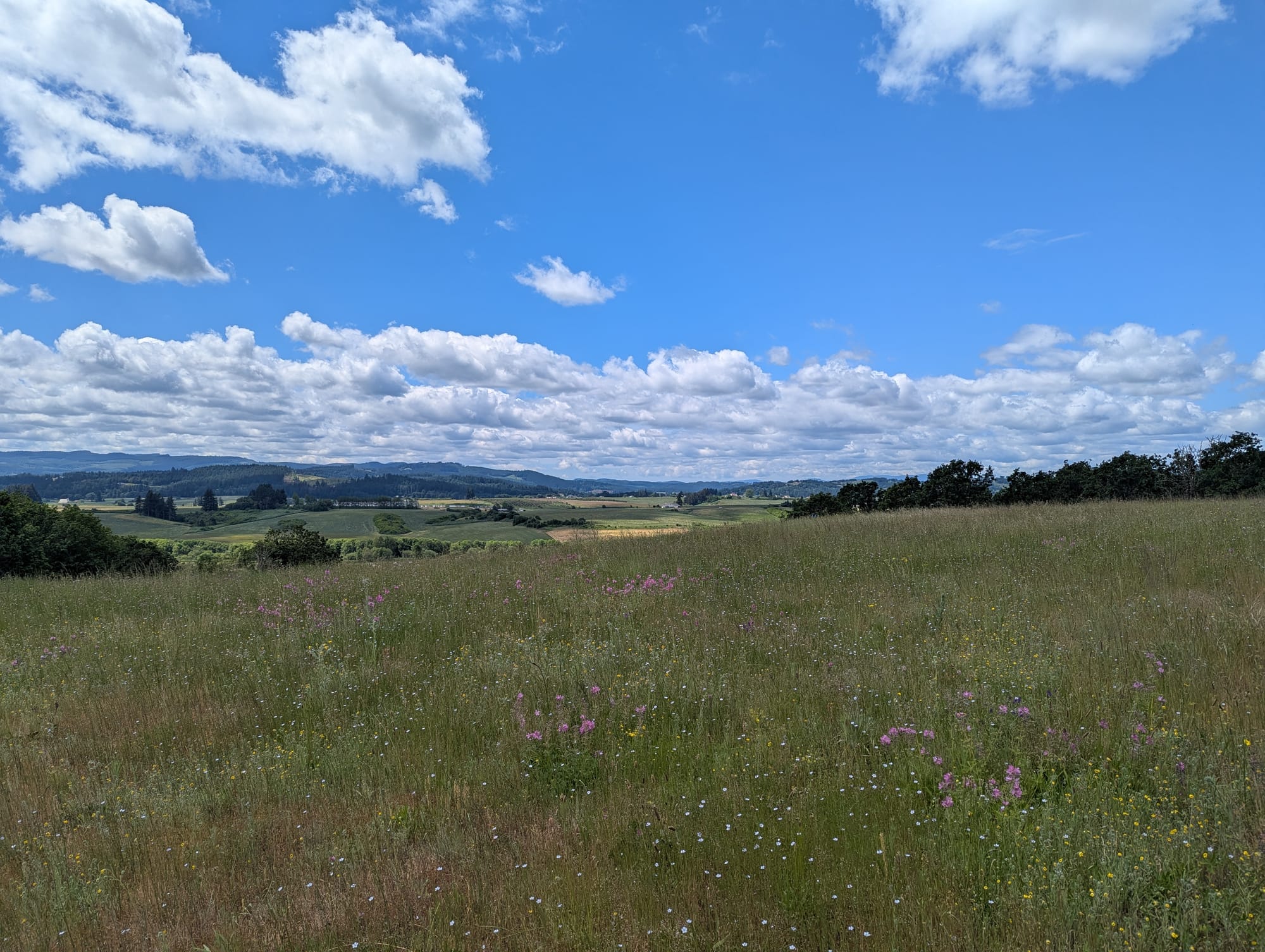 A meadow of wildflowers spreads out beneath a blue sky with puffy clouds