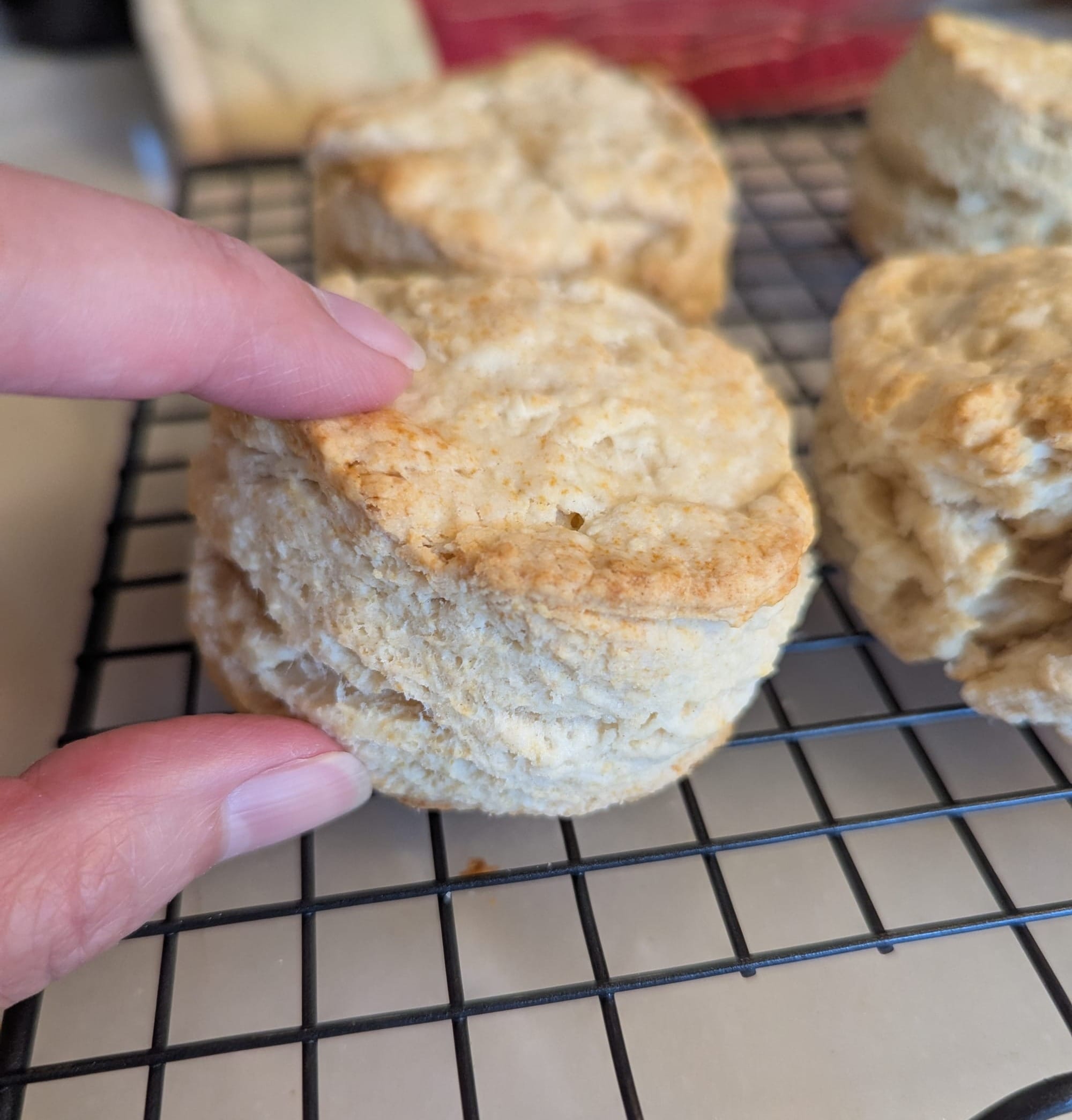 Close-up of a biscuit with my fingers for scale; it's about an inch and a half tall