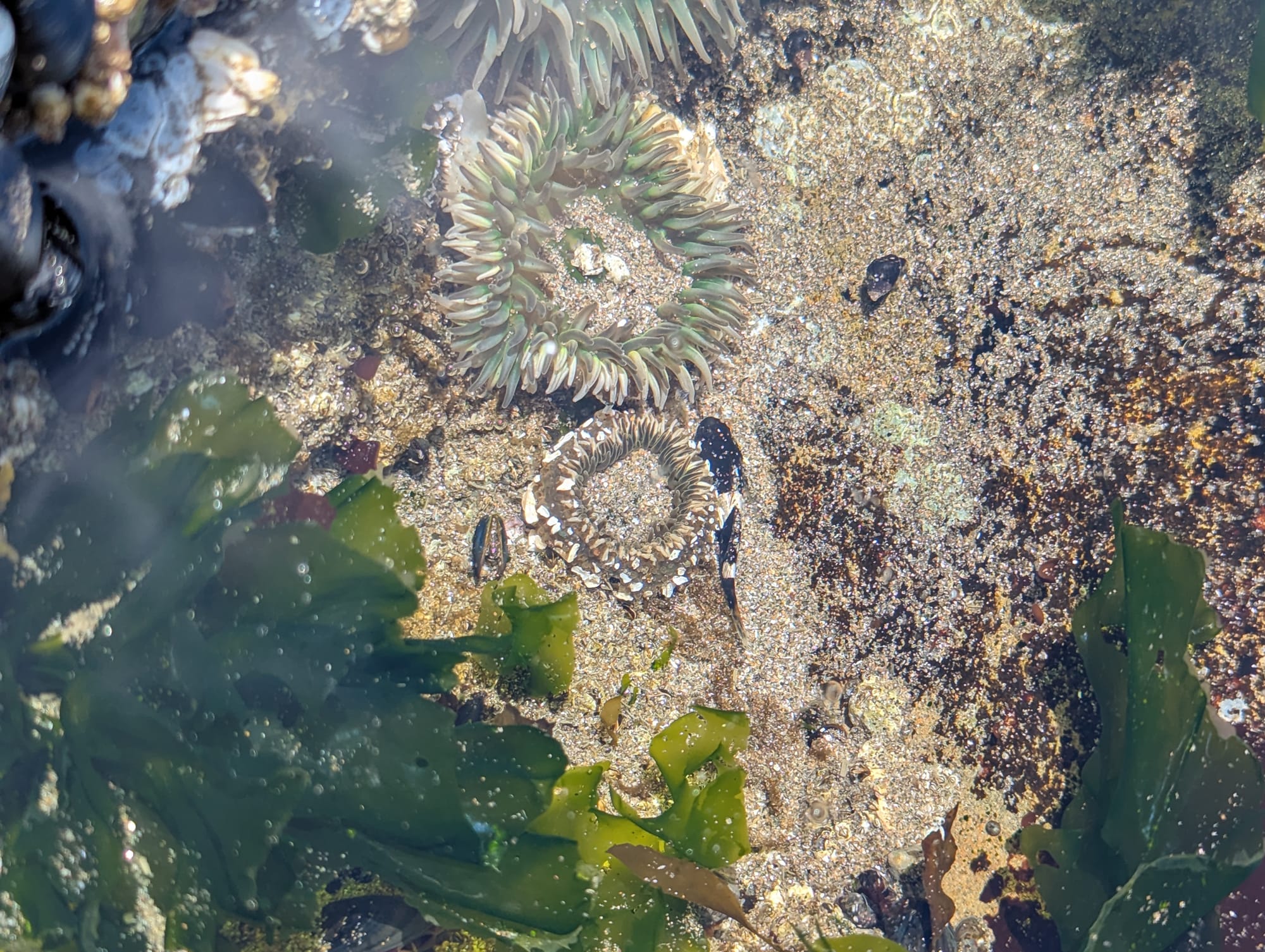 Close-up photo of a tidepool with opened sea anemones and green kelp