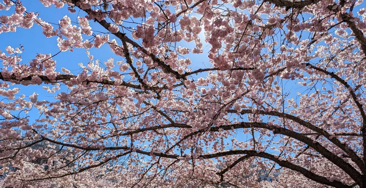 Giving Spring its Flowers
