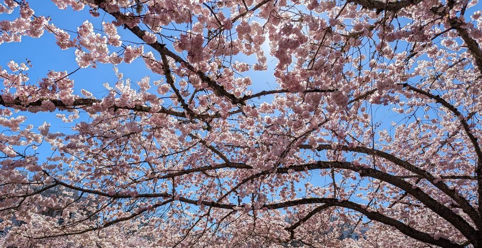 Giving Spring its Flowers