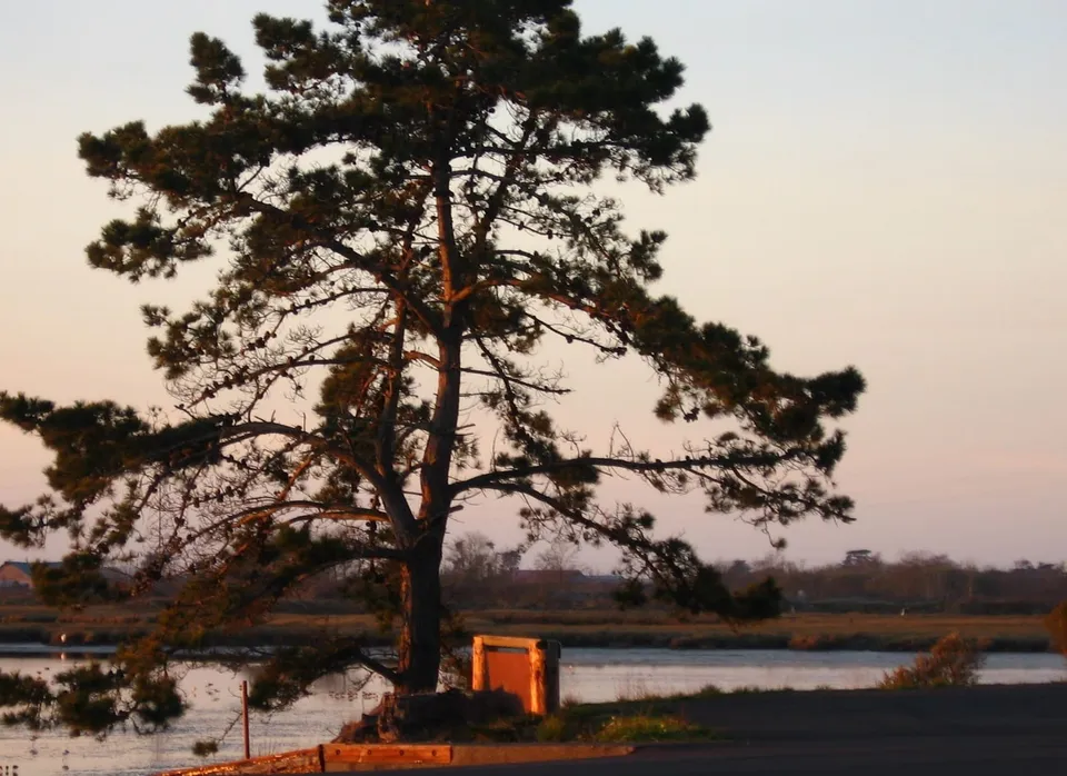 Letter to a Tree
