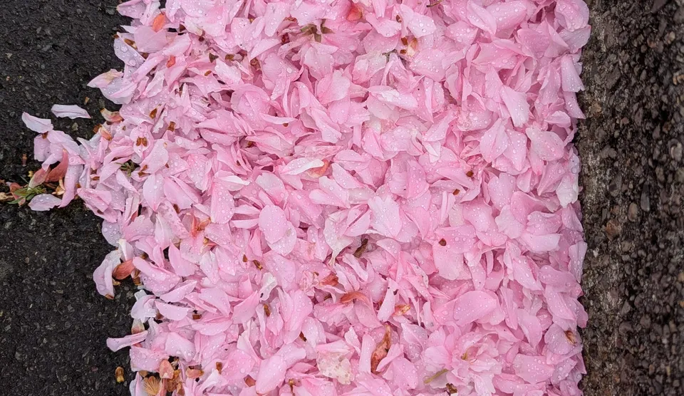 A pile of fallen pink flower petals, dewy from a spring rain