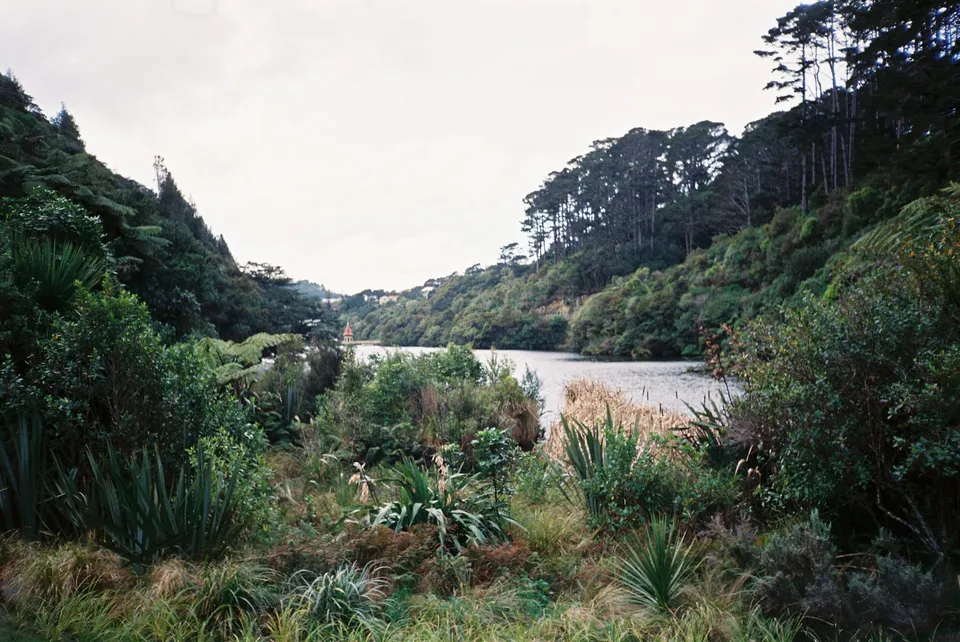 A love letter to wetlands