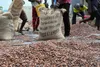 Cacao ivoirien : 100 agents formés à la traçabilité sociale