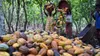PND 2026-2030 : la transformation du cacao visée à 50%
