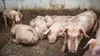 Peste porcine africaine en Côte d'Ivoire : 93 porcs abattus à Guibéroua