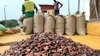 Cacao, le prix fixé à 1200 FCFA/kg pour la campagne 2026-2027 en Côte d'Ivoire