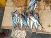 Prix du poisson chinchard et maquereau en Côte d'Ivoire : le carton de 20 kg baisse de 2 500 FCFA