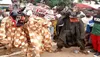 Korhogo : Un festival pour « sauver » le balafon et pérenniser l’art sénoufo