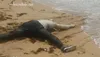 Mondoukou : Mystères autour d’un corps « blanc » rejeté par la mer