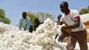 Campagne cotonnière 2019-2020 au Burkina Faso
