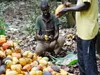Cacao ivoirien