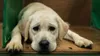 Covid-19 : un chien testé positif au Canada