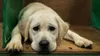 Costa Rica: un chien poursuit sa maîtresse en justice