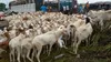 Tabaski 2021 : Les prix du mouton abordables à Dimbokro