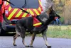 Royaume-Uni : des chiens renifleurs pour détecter le covid-19