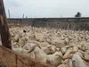 Tabaski 2020 en Côte d’Ivoire : ce qui se passe à l’abattoir de Port-Bouët