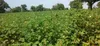 Des producteurs de Niakara saluent la réforme de la filière coton – Actualité ivoirienne 31/07/2020
