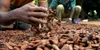 Cacao ivoirien