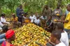 Cacao : tensions entre la Côte d’Ivoire et industriels sur le prix d’achat
