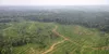 Opération « Zéro déforestation »: Le groupe SIFCA engagé