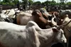 Gendarmerie de Kanawolo : des bœufs signalés pour vol interceptés