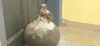 Sorcellerie au collège moderne de Bouna : un canari de sang et oiseau mort devant le bureau du principal