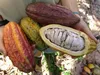 Cacao ivoirien