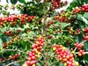 Production du café de Côte d'Ivoire
