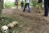 Découverte macabre de 24 crânes humains en Ouganda