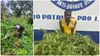 Cannabis en Côte d'Ivoire