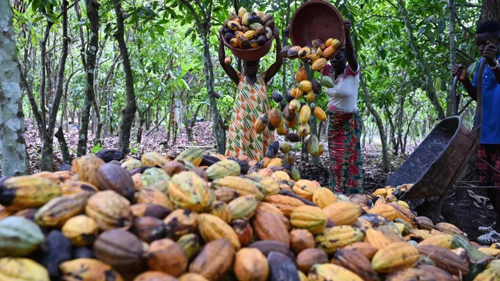 PND 2026-2030 : la transformation du cacao visée à 50%