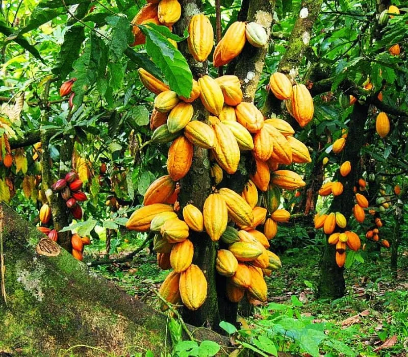 Cacao : une bio-solution ivoirienne contre le Swollen Shoot validée
